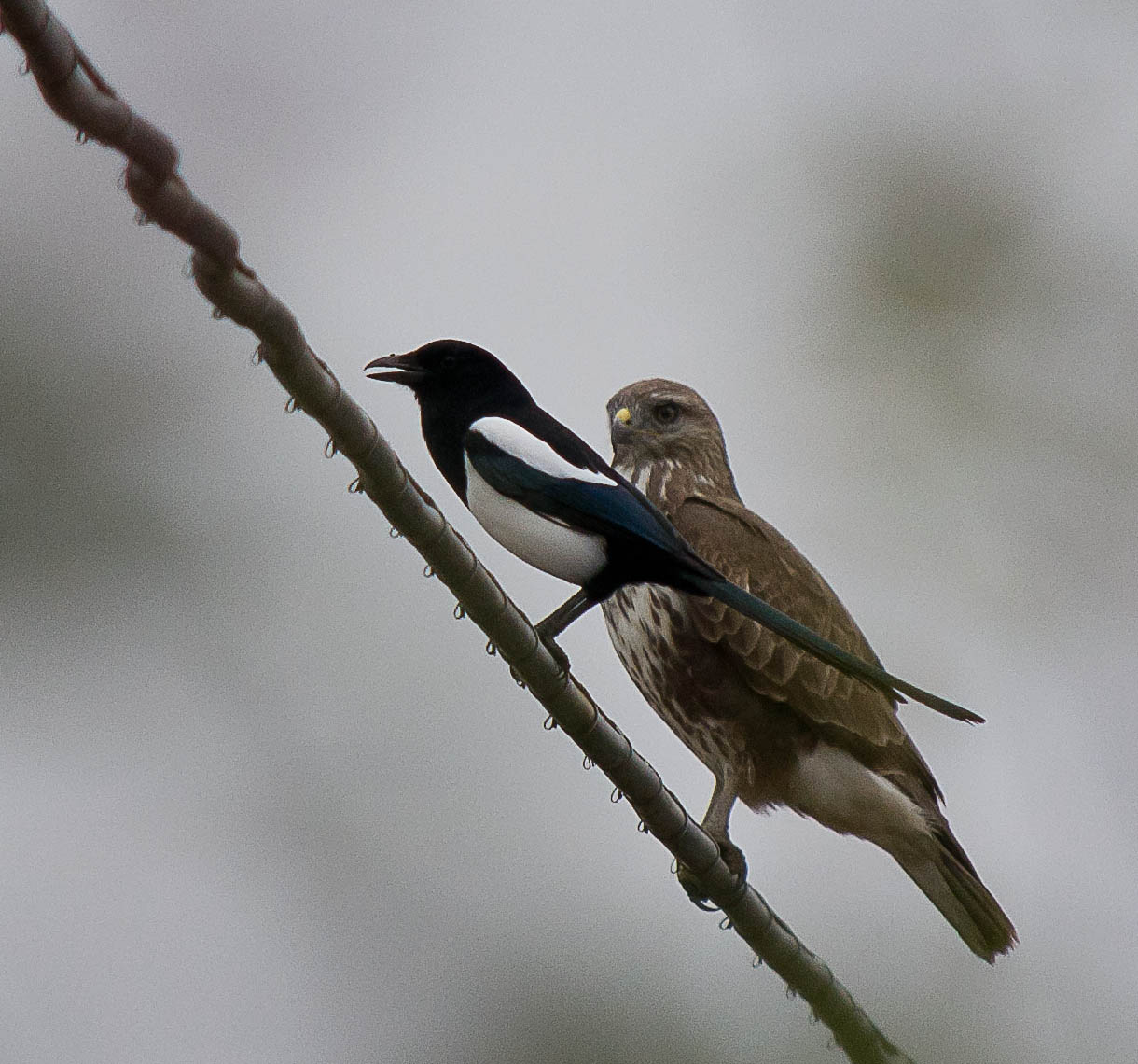 Avifauna humor